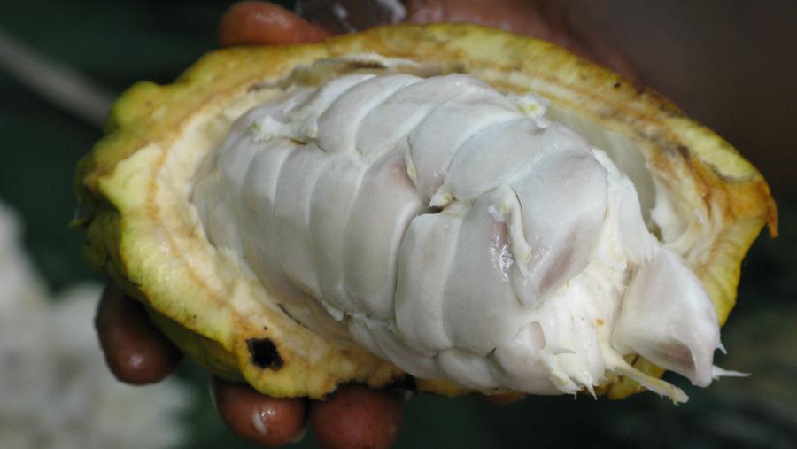 Comment gérer la hausse des prix du cacao?