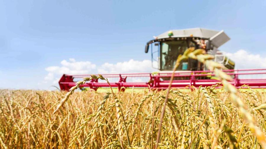 Ireks contrôle l'ensemble de la chaîne de l'épeautre