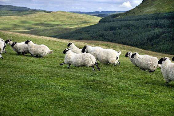 L'agneau d'Ecosse reconnu